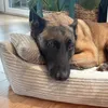 A dog is resting on a dog bed in a room with plants in the background. Náhled obrázku produktu