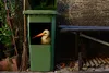MuchoWow® Mülltonnenaufkleber Vogel - Schnabel - Federn Produktbild-Vorschau 5