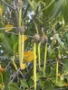 Mangrowiec plamisty (Rhizophora stylosa)  – 1 nasiono Podgląd zdjęcia produktu 4