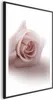 Posterpapier Poster - Rose Shadow 40x60 cm Blumen Produktbild-Vorschau 1