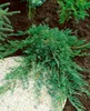 Juniperus horizontalis 'Wiltonii', Kriech-Wacholder, ca. Produktbild-Vorschau 3