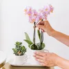 Kolibri Orchids – překvapivá krabička s rostlinami, výhodná Náhled obrázku produktu 5