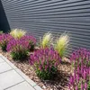 Stauden Gänge 10 x Salvia nemorosa 'Sensation Pink®' im 1 Produktbild-Vorschau 2