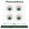 Stauden Gänge 1 x Muhlenbergia capillaris im 1 Liter Topf - Produktbild-Vorschau 10
