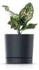 Blumentopf mit Untersetzer anthrazit TUBO P DPOP240-S433 Produktbild-Vorschau 12