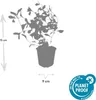 Pôdny krytinový materiál - Ceratostigma plumbaginoides - Náhľad obrázku produktu 6