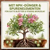Green Home Olivenbaum- & Oleandererde 72L - Pflanzerde für Produktbild-Vorschau 5
