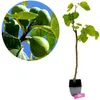 Ficus carica 'Petrelli' Figuier, pot de 2 litres Voir les images du produit 1