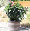 Jinfa 1 Blumenkübel aus Kunststoff in Holzoptik | Farbe: Produktbild-Vorschau 7