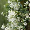 A close-up view of a flowering vine with small white star-shaped flowers and green leaves. Podgląd zdjęcia produktu