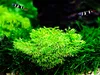 Aquarium Pflanze Moos Riccia fluitans Tropica Nr.001 TC in Produktbild-Vorschau 1