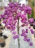 Liebesperlenstrauch Callicarpa bodinieri 'Profusion' Produktbild-Vorschau 1