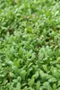 Leptinella squalida – Bodendecker – 24 Pflanzen – Ø9cm – Produktbild-Vorschau 1