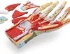 Hand Anatomie Modell lebensgroß mit Arterien und Venen Produktbild-Vorschau 3