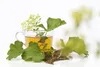 Foeniculum vulgare, Fenchel, aromatisch, ca. 9x9 cm Topf Produktbild-Vorschau 8