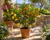 Amalfi: Trio di agrumi (circa 70 cm) – Limone, calamondino Anteprima dell’immagine prodotto 3