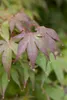 Acer palmatum 'Osakazuki', Japanischer Ahorn, leuchtend Produktbild-Vorschau 4