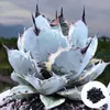Semena Agave Titanota 'Blue' - balení 5 ks - Exotická Náhled obrázku produktu 1