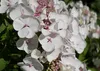 hansepuzzle 22711 - Frühlings-Blüte Puzzle, 260 Teile, Produktbild-Vorschau 1