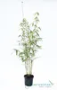 Fargesia robusta Campbell 80/100 cm hoch, im 3 Liter-Topf Produktbild-Vorschau 5
