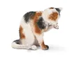 schleich 13675, 3 ans, Multicolore, Plastique Voir les images du produit 1
