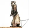MuchoWow® Poster Frettchen - Tiere - Fell 100x100 cm - Produktbild-Vorschau 1