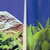 JBL Fixol 50ml - klej do tła / fototapety JBL Podgląd zdjęcia produktu 3