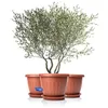 BigDean H-MED 50cm Blumentopf mit Untersetzer rund Produktbild-Vorschau 2