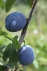 Pflaumenbaum ´TOPSTAR´ Unterlage Myrobalan, wurzelnackt Produktbild-Vorschau 3