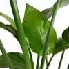 Bloomique - Strelitzia Nicolai - Roślina rajskiego ptaka - Podgląd zdjęcia produktu 5