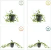 Plants by Frank | 12 Purpur Immergrün Pflanzen | Vinca Produktbild-Vorschau 6