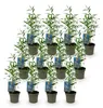 Bambou Fargesia Blue Dragon, 12 plants, Ø14cm, hauteur Voir les images du produit 3
