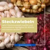 Kiepenkerl Wintersteckzwiebel Trio-Mix 50 Stück Produktbild-Vorschau 5