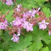 Stauden Gänge 10 x Geranium macrorrhizum 'Ingwersen's Produktbild-Vorschau 5