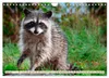 Waschbär - Niedlicher Allesfresser (Wandkalender 2027 DIN Produktbild-Vorschau 9