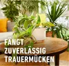 COMPO  Trauermückenfänger gelbe Leimfallen 5er Pack Produktbild-Vorschau 4