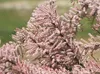 Kleinblütige Tamariske, 20-30 cm, Cont. 2,5 l Produktbild-Vorschau 7