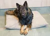 4L Textil Ersatzbezug aus Cord für Hundebett MOLLY Produktbild-Vorschau 6
