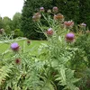 6 x Artischocke - Cynara scolymus  | Topf 9cm x 9cm Produktbild-Vorschau 2