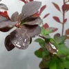 Berberys Thunberga  Atropurpurea 1L Podgląd zdjęcia produktu 6