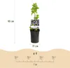 GreenboutiQ - Fleurs de Passions - Passiflora Rainbow - Voir les images du produit 3