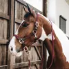 Kentucky Horsewear Stallhalfter Plaited Nylon Halfter Produktbild-Vorschau 1
