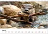 Wilde Heimat - Fischotter (Wandkalender 2026 DIN A4 quer), Produktbild-Vorschau 8