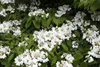 Viburnum plicatum 'Summer Snowflake', Japanischer Produktbild-Vorschau 3