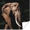 MuchoWow® Poster Elefant - Tiere - Zähne 50x50 cm - Produktbild-Vorschau 1