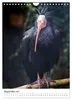 Der Waldrapp - Der etwas andere Vogel (Wandkalender 2027 Produktbild-Vorschau 12