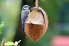 dobar Vogelfutter-Mix zum Aufhängen, gefüllte Kokosnüsse Produktbild-Vorschau 11