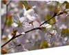 Wallario Schlüsselbrett aus Glas, Motiv: Kirschblüten in Produktbild-Vorschau 1