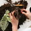 Set di attrezzi da giardino, 3 pezzi Anteprima dell’immagine prodotto 3
