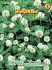 Weißklee | Gründünger von N.L. Chrestensen Produktbild-Vorschau 1